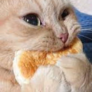 Meet your Posher, Hattie